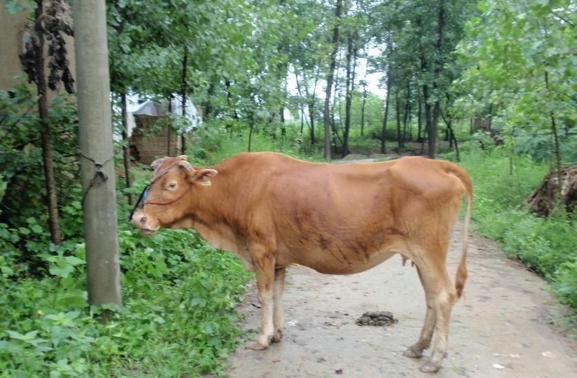 娄底最新求一个套医保卡的黄牛是真的吗方法分析(最方便真实的娄底求一个套医保卡的黄牛是真的吗还是假的方法)