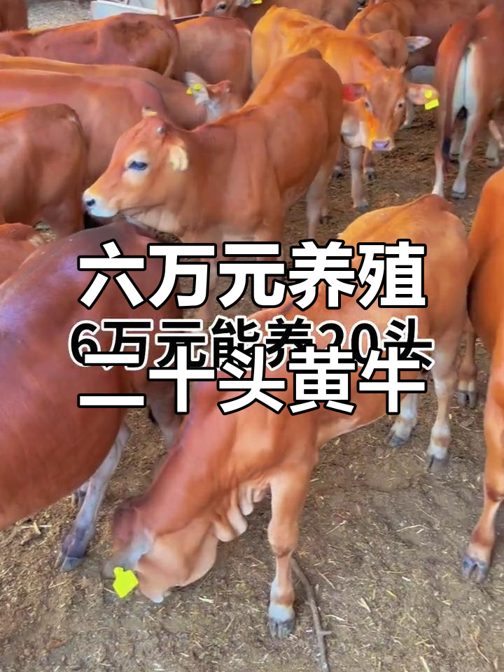 娄底最新线上套医保的黄牛是真的吗方法分析(最方便真实的娄底线上套医保的黄牛是真的吗能报销吗方法)